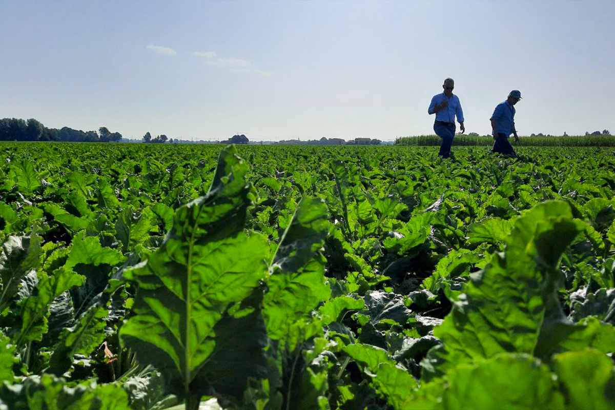 I bieticoltori devono affrontare infestanti, patogeni e clima instabile